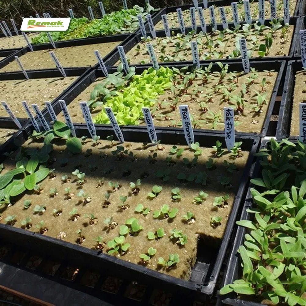 Bông khoáng không có sâu bệnh xâm nhập nên cây trồng phát triển tốt