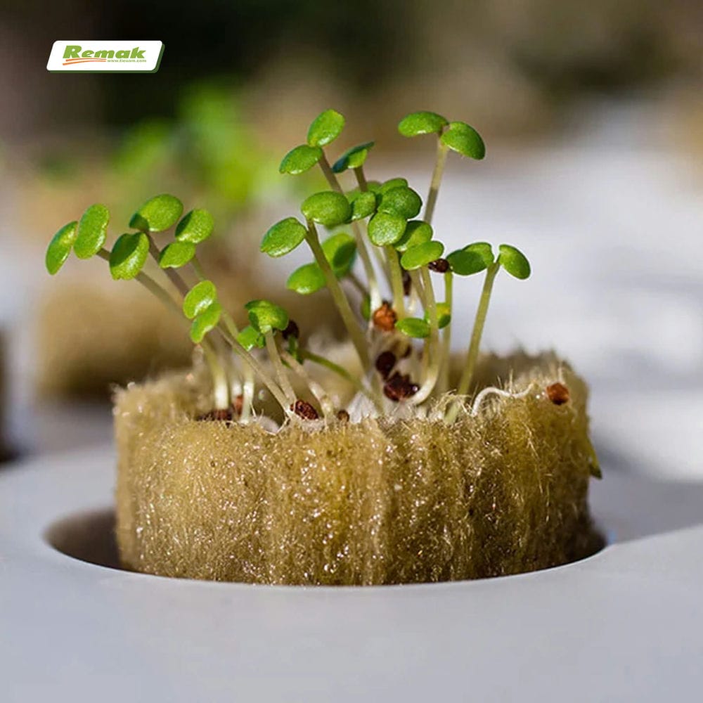 Bông khoáng trồng rau sạch rất hiệu quả