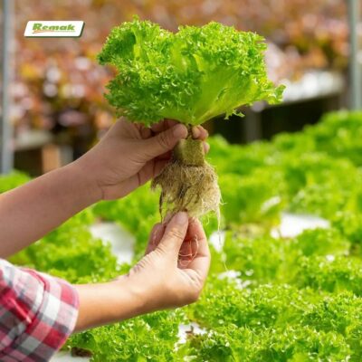 Bông khoáng trồng rau thủy canh hiệu quả cao